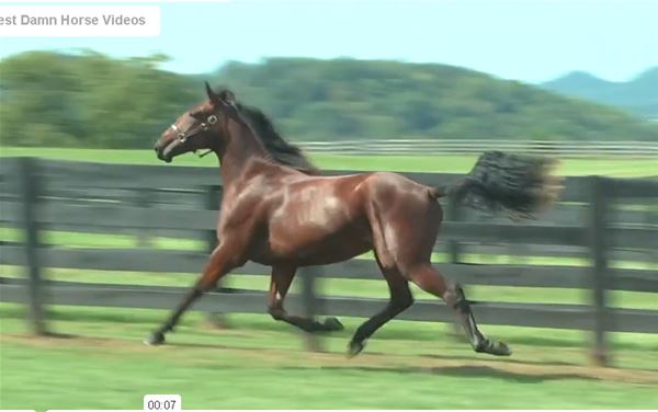 Standard Bred Yearlings